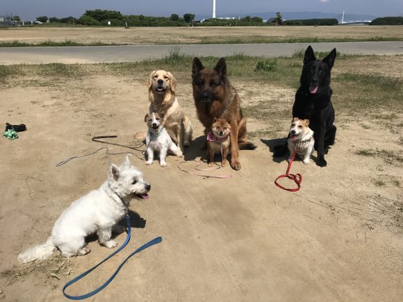 犬のタコは大型の宿命 大阪の堺市犬のしつけ 訓練 近畿ドッグスクール 近畿警察犬訓練所